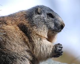 2010年11月上映的高分电影汇总,【必看推荐】建议收藏