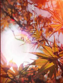 2021年11月播出的高分电视剧汇总,你追过哪部?