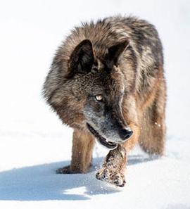 2015年12月上映的高分电影汇总,【必看推荐】建议收藏